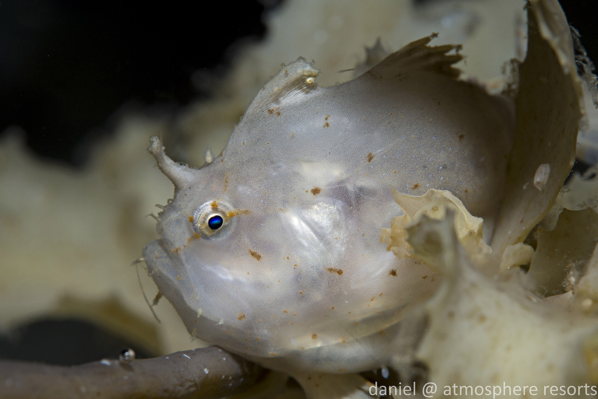 Sargassumfish - juvenile, in Raja Ampat. Photographed by Daniel Geary.
