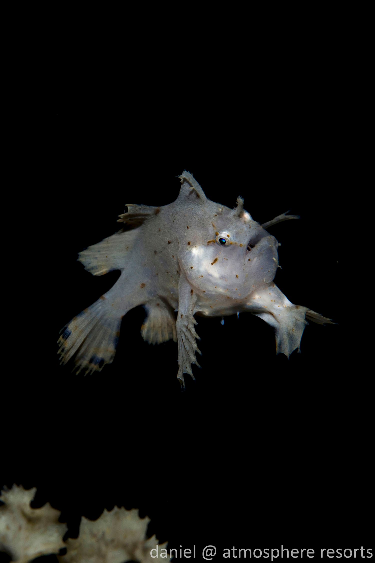 Cute as a button! Juvenile sargassumfish baby frogfish photographed by daniel Geary, Atmosphere Resort, Philippines