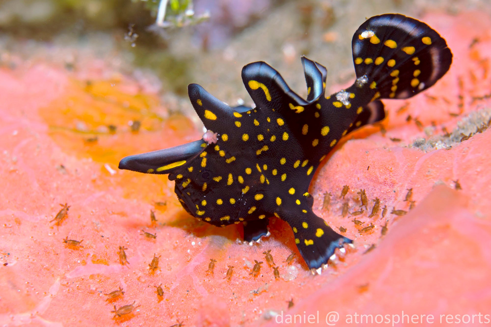 Tattoo frogfish - a painted baby frogfish with a pattern that really stands out at Atmosphere Resort in Dumaguete Philippines. Photo by Daniel Geary