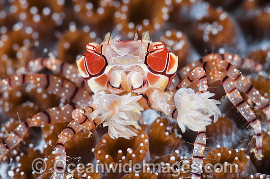 Boxer Crab, Photo by Daniel Geary of Atmsophere Resorts