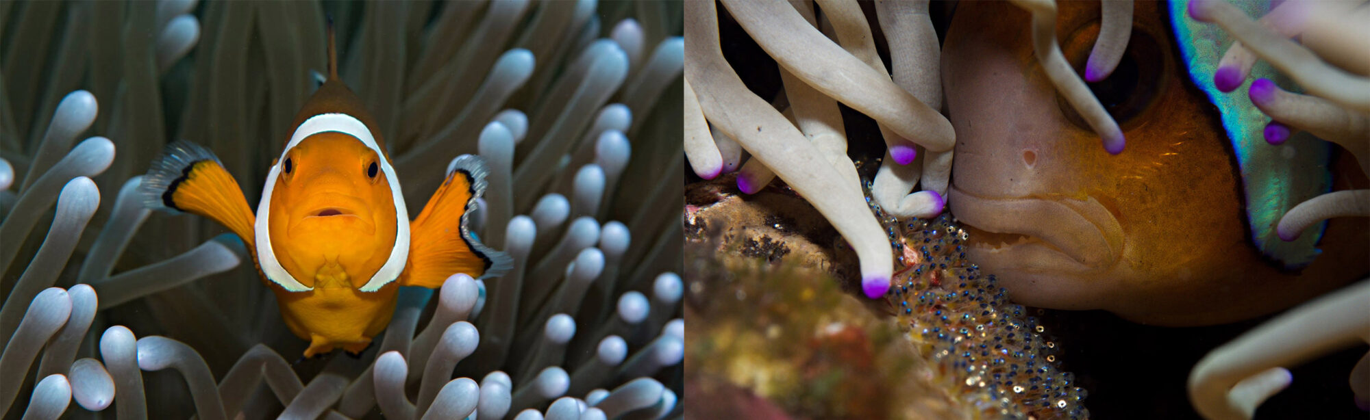 Nemo's Biggest lie, Marine Biology, Daniel Geary, Atmosphere Resorts, Dumaguete Philippines