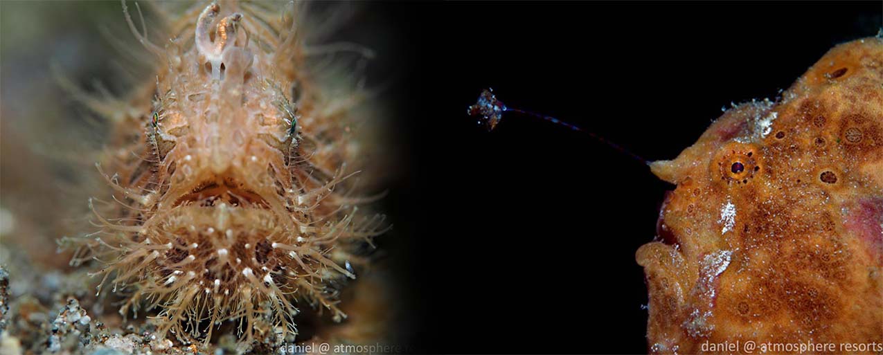 Photographing Frogfish