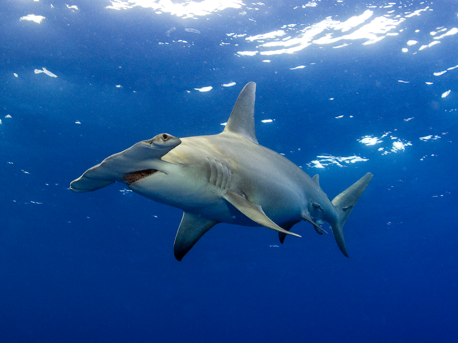 Tubbataha Reef, Hammerhead, Atmosphere resorts philippines