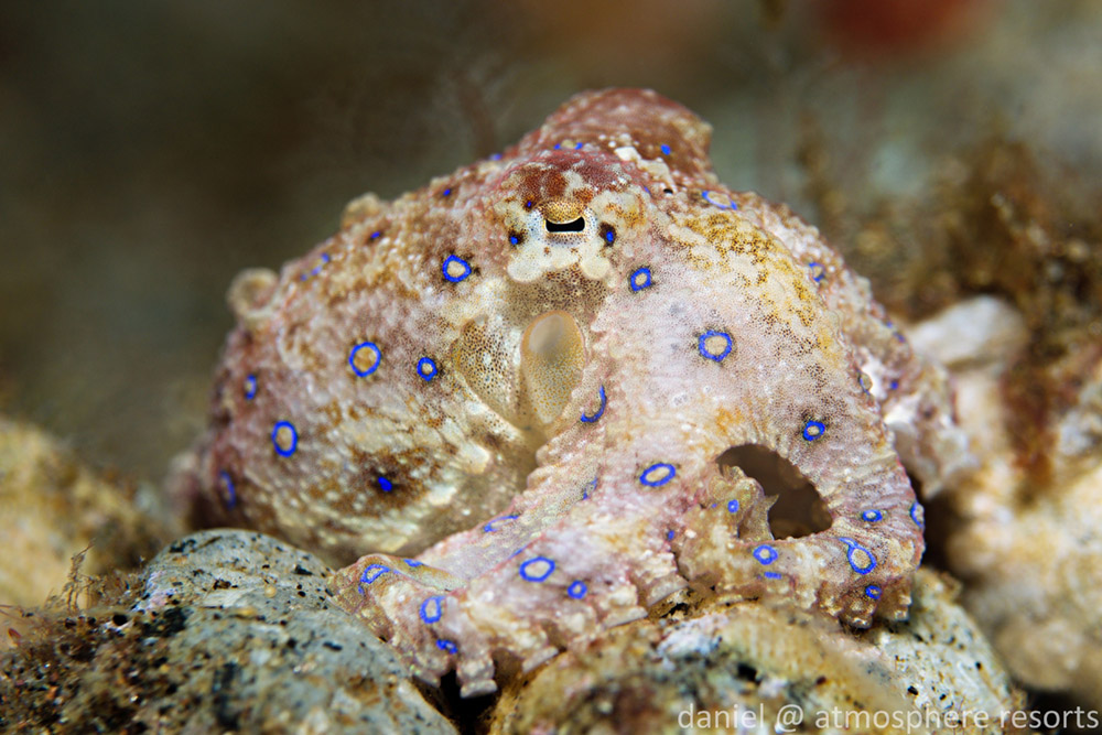 Blue Ring Octopus, Atmosphere Resorts, Dauin Philippines