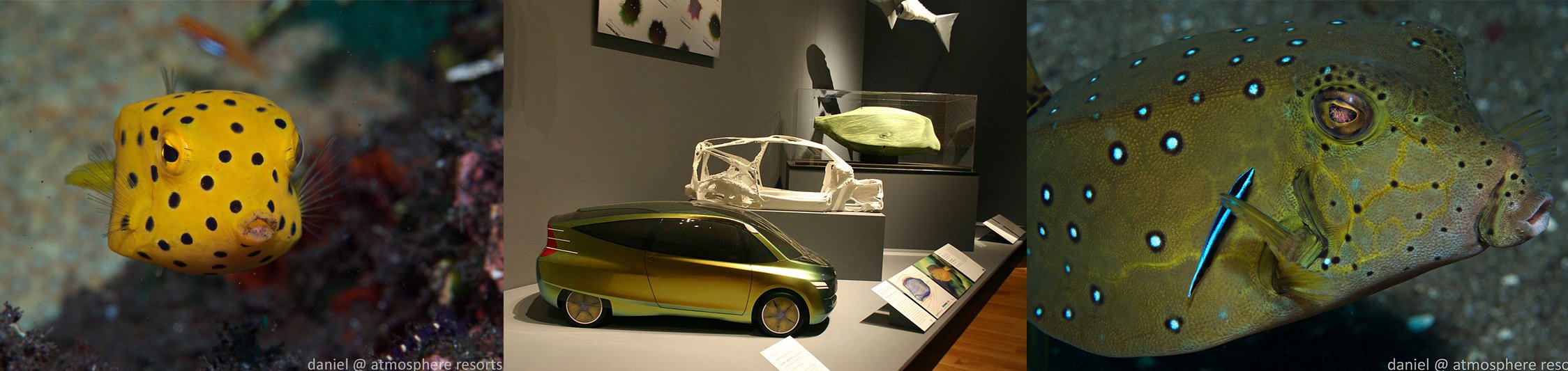 The Yellow Boxfish Bionic car