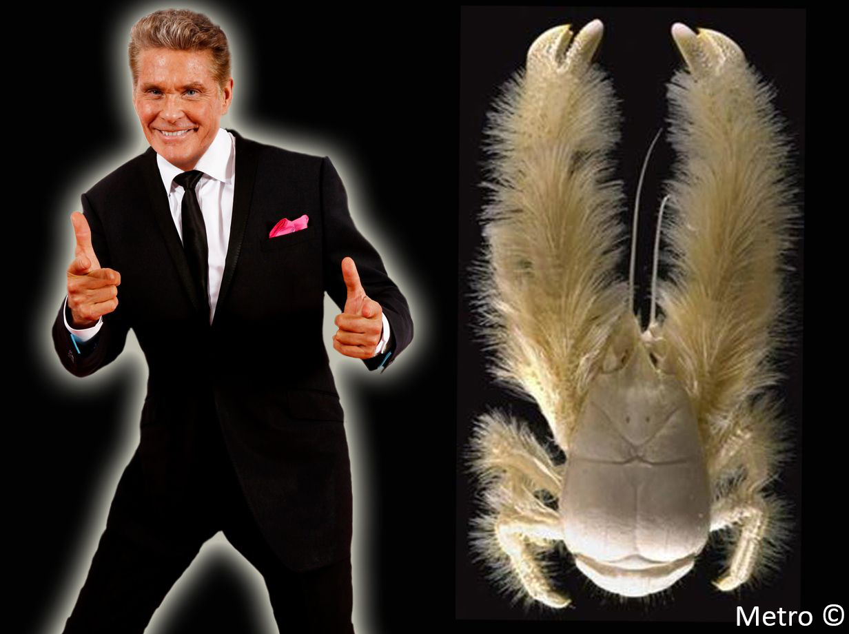 David Hasselhoff Crab – The Hoff Crab is found on deep sea hydrothermal vents near Antarctica and is named after the actor due to its hairy body resembling the actor's chest. Unlike the Hoff, this crab did not top the 1989 pop charts in Germany. Article by Daniel Geary, Atmosphere Resorts Philippines