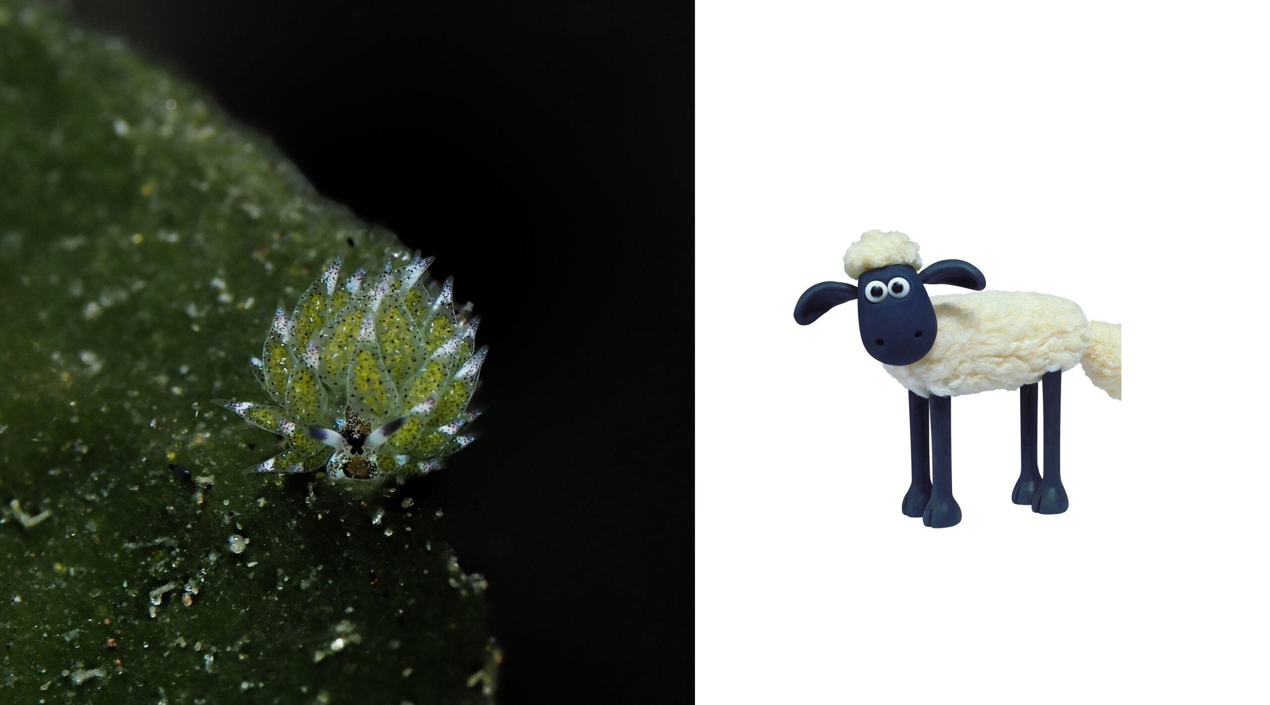 shaun the sheep nudibranch