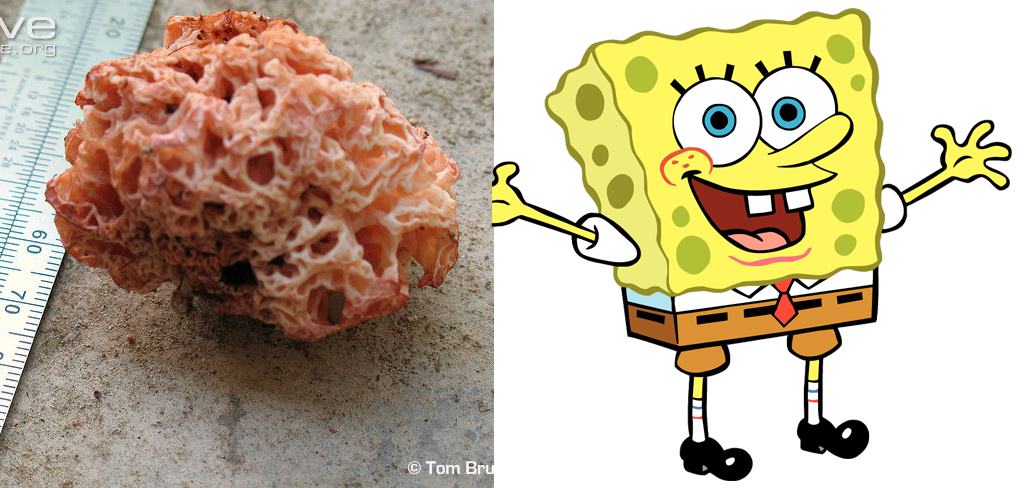 BONUS! Spongebob Squarepants exists in the form of a fungus called Spongiforma squarepantsii. Although it lives on land, it still deserves a mention. Blog by Daniel Geary at Atmosphere Resorts Philippines