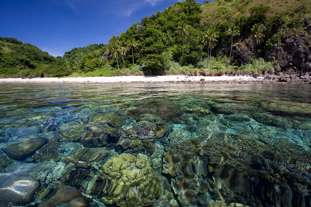 Corals of Apo Island benefits of the ocean