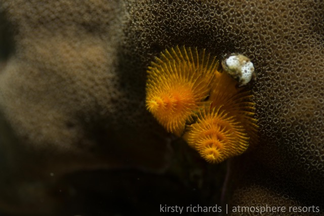 Christmas tree worm Dauin Kirsty Richards