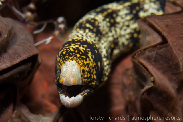 Snowflake Moray eel Dauin, Kirsty Richards