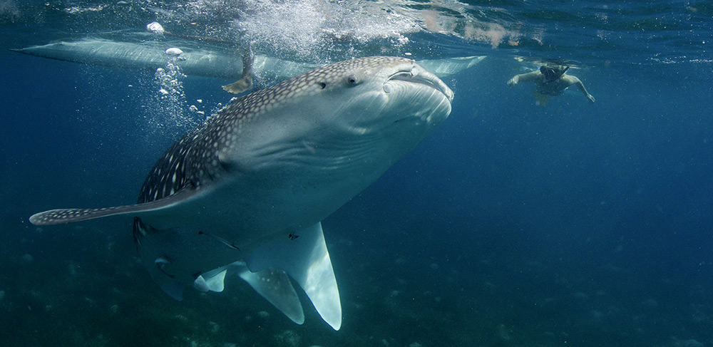 Whale shark in Oslob Philippines with Atmosphere