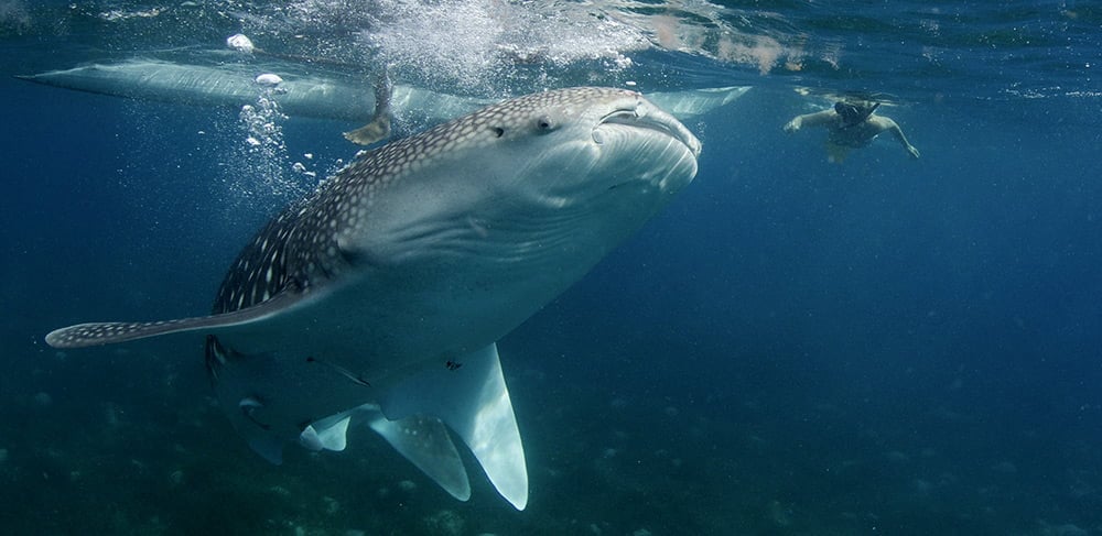 Swimming with whale sharks at Oslob: To go or not to go?