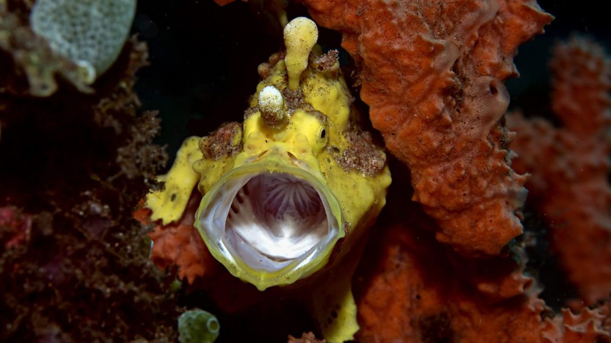 A yellow Clown frogfish yawning on the house reef of Atmosphere Resorts & Spa in Dauin Philippines. Featured on BBC's Planet Earth III 