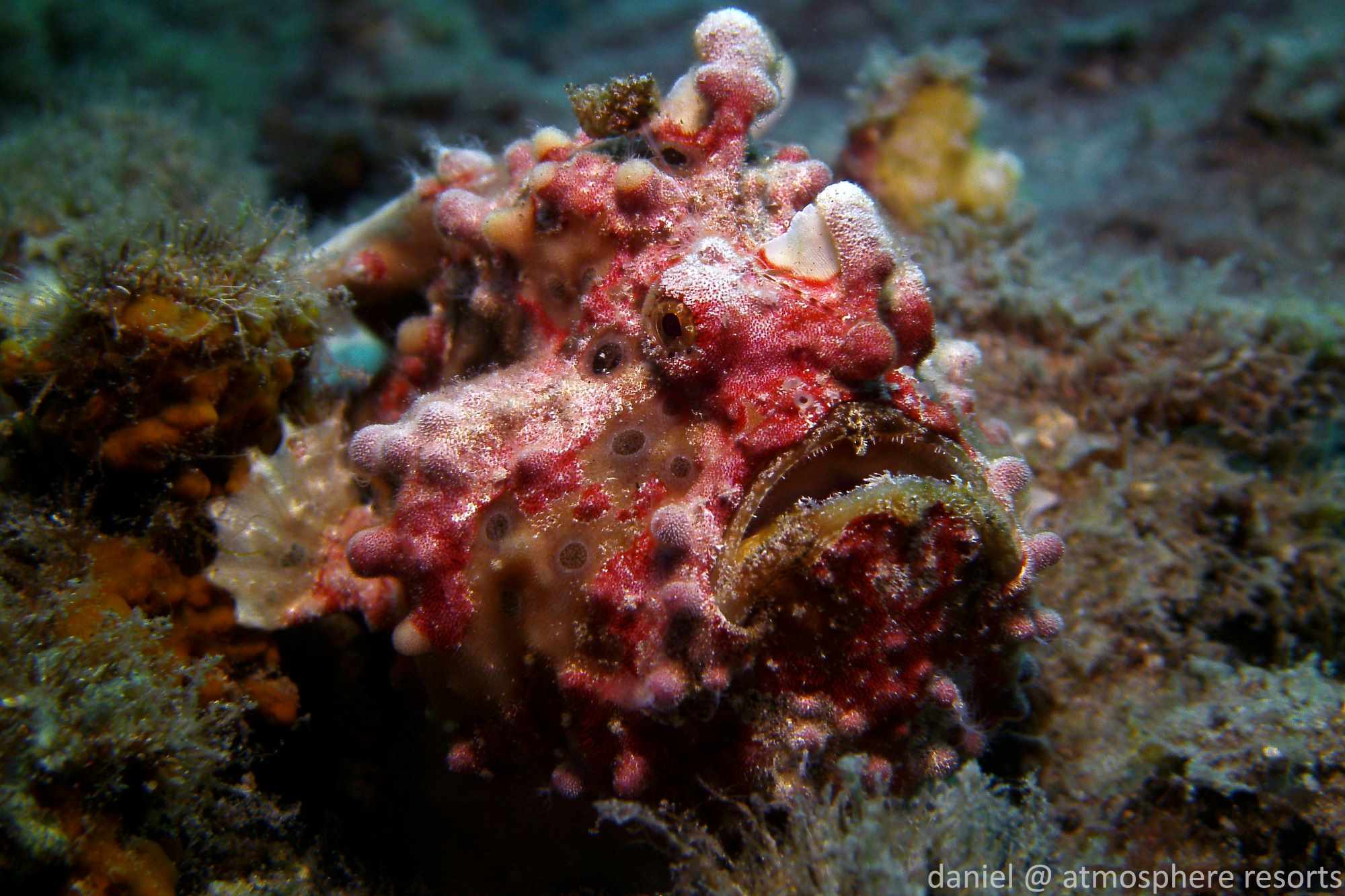 Pink Clown (warty) frogfish in Dauin, Philippines