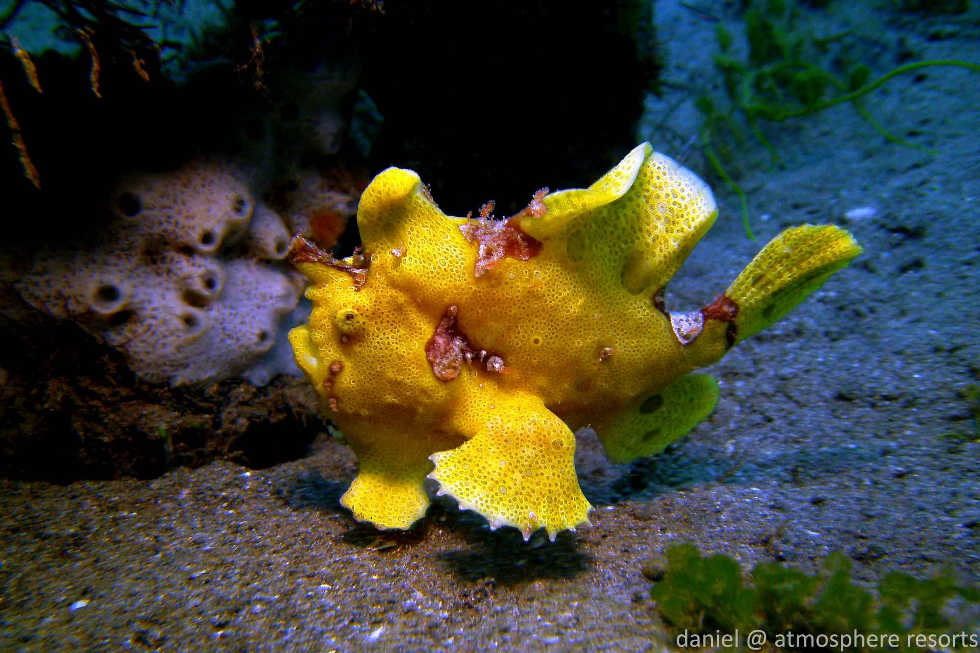 Yellow giant frogfish walking on the sand in Dauin, Philippines