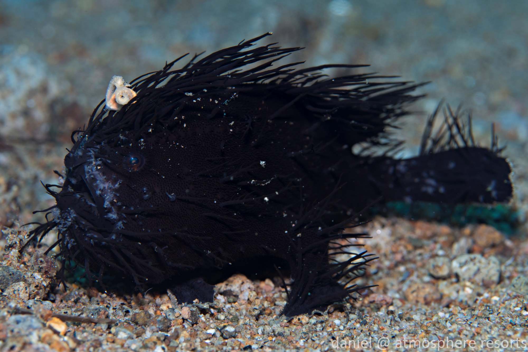 A black Hairy (striated) frogfish with its lure visible, on the sand in Dauin, Philippines