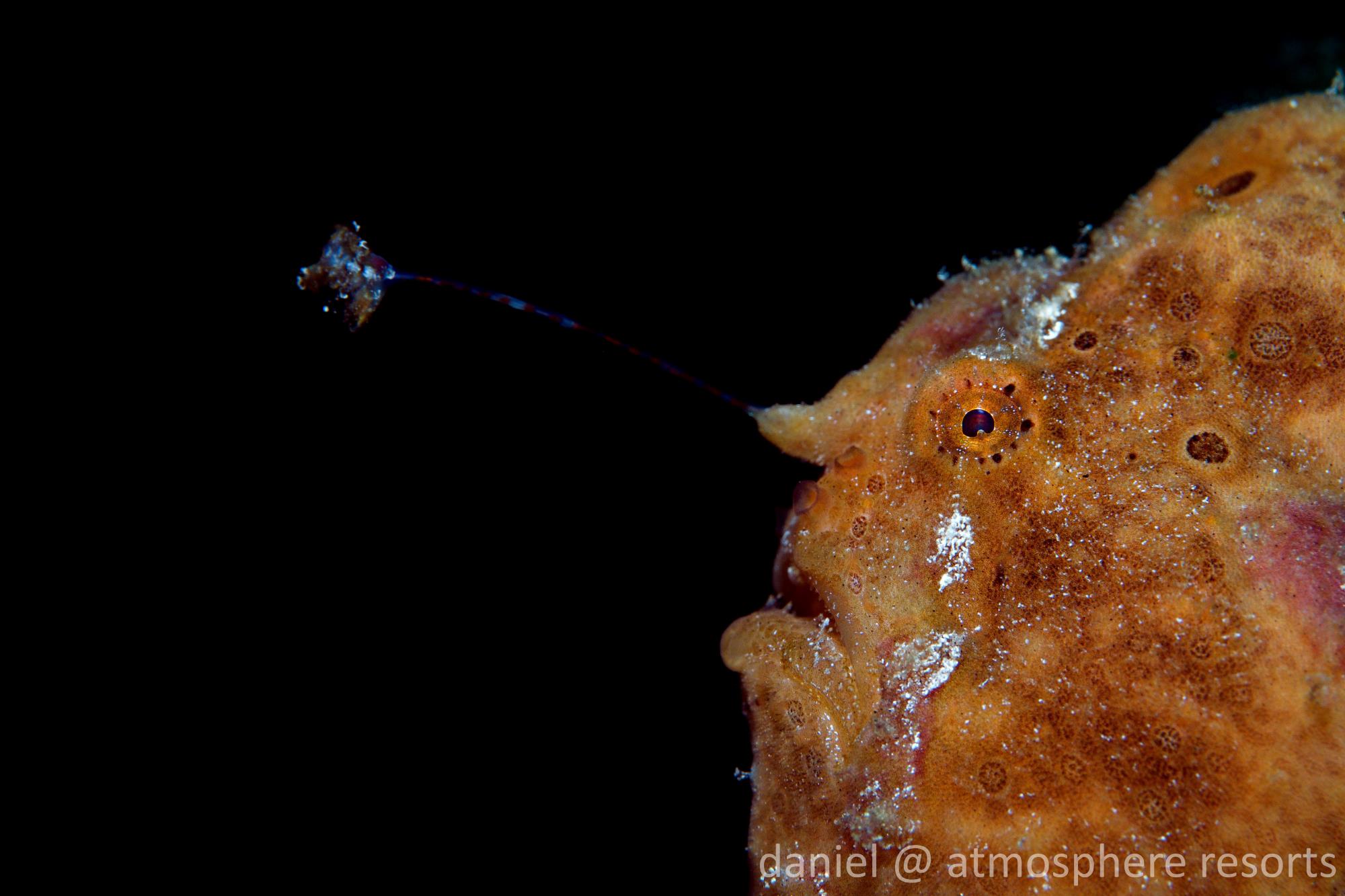 An orange painted frogfish displaying its lure in Dauin, Philippines