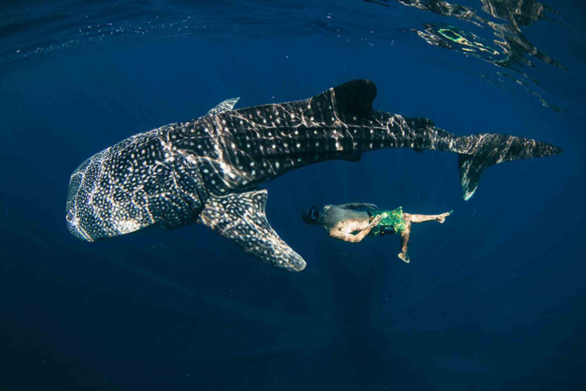 A whale shark in Oslob in the Philippines near Dumaguete with a snorkeler swimming below