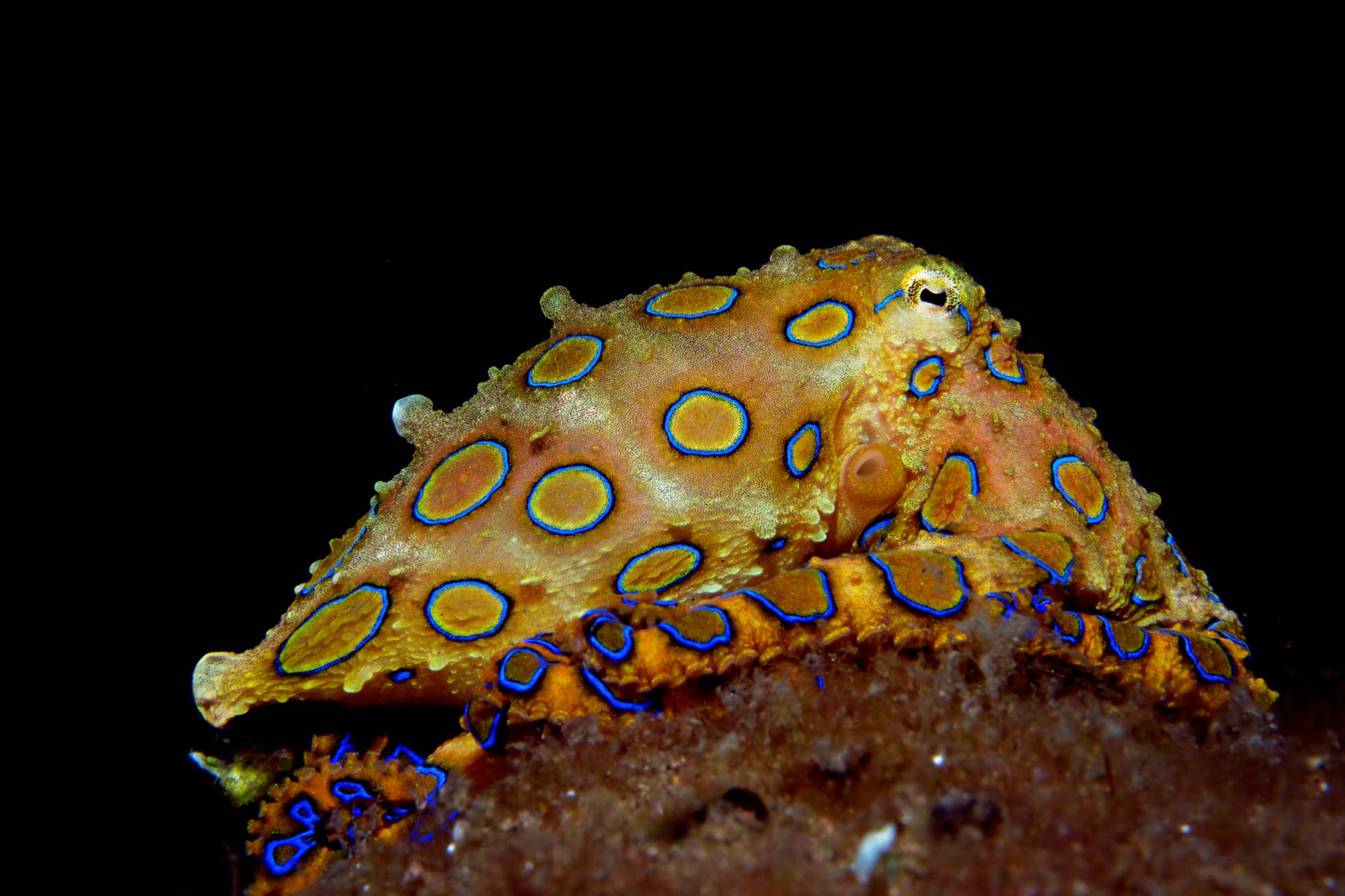 A photo of a blue-ringed octopus showing its iridescent blue rings