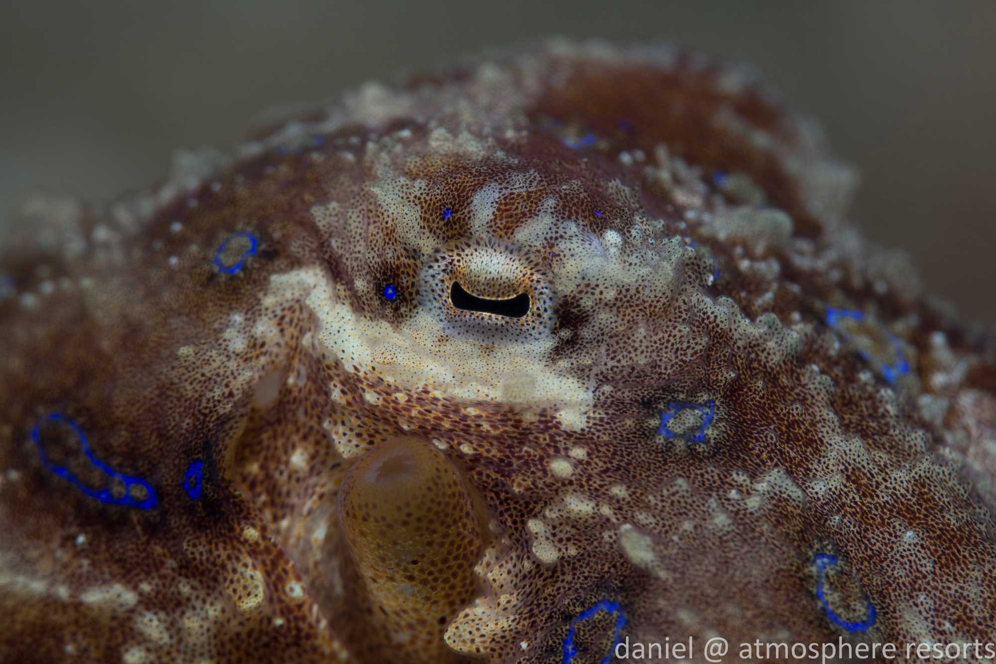A close up picture of the eye of a blue-ringed octopus