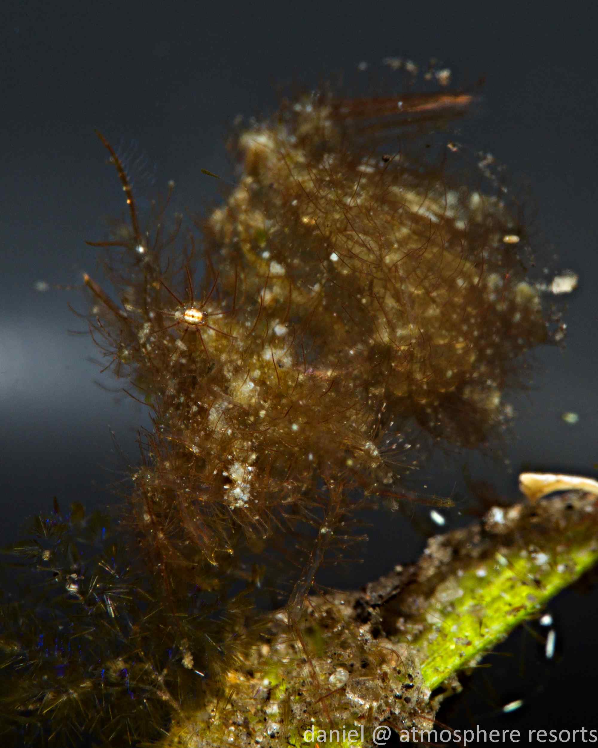 A picture of a brown hairy shrimp on a piece of seagrass