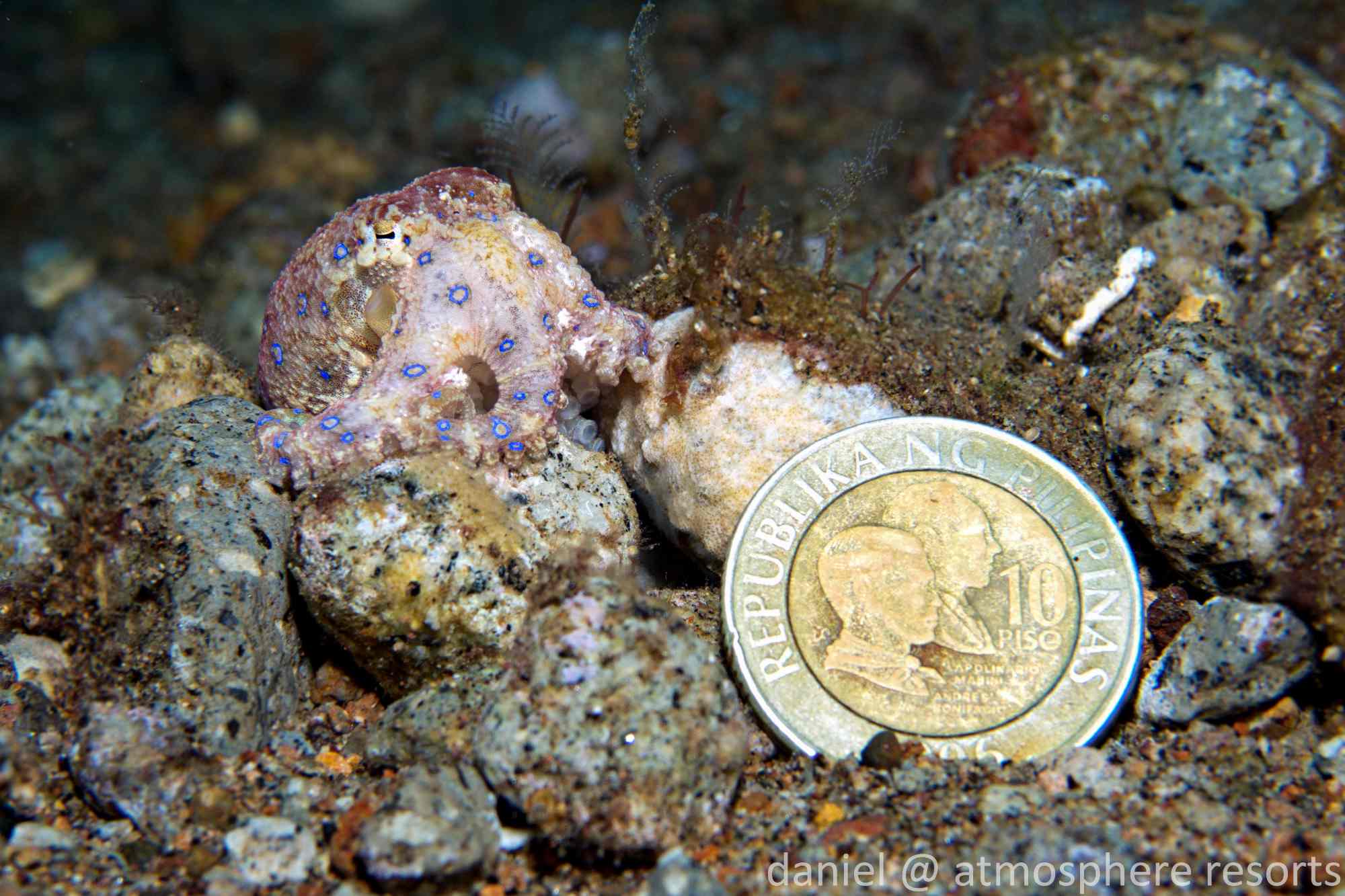 A picture of a juvenile blue-ringed octopus next to a 10 Philippine peso coin