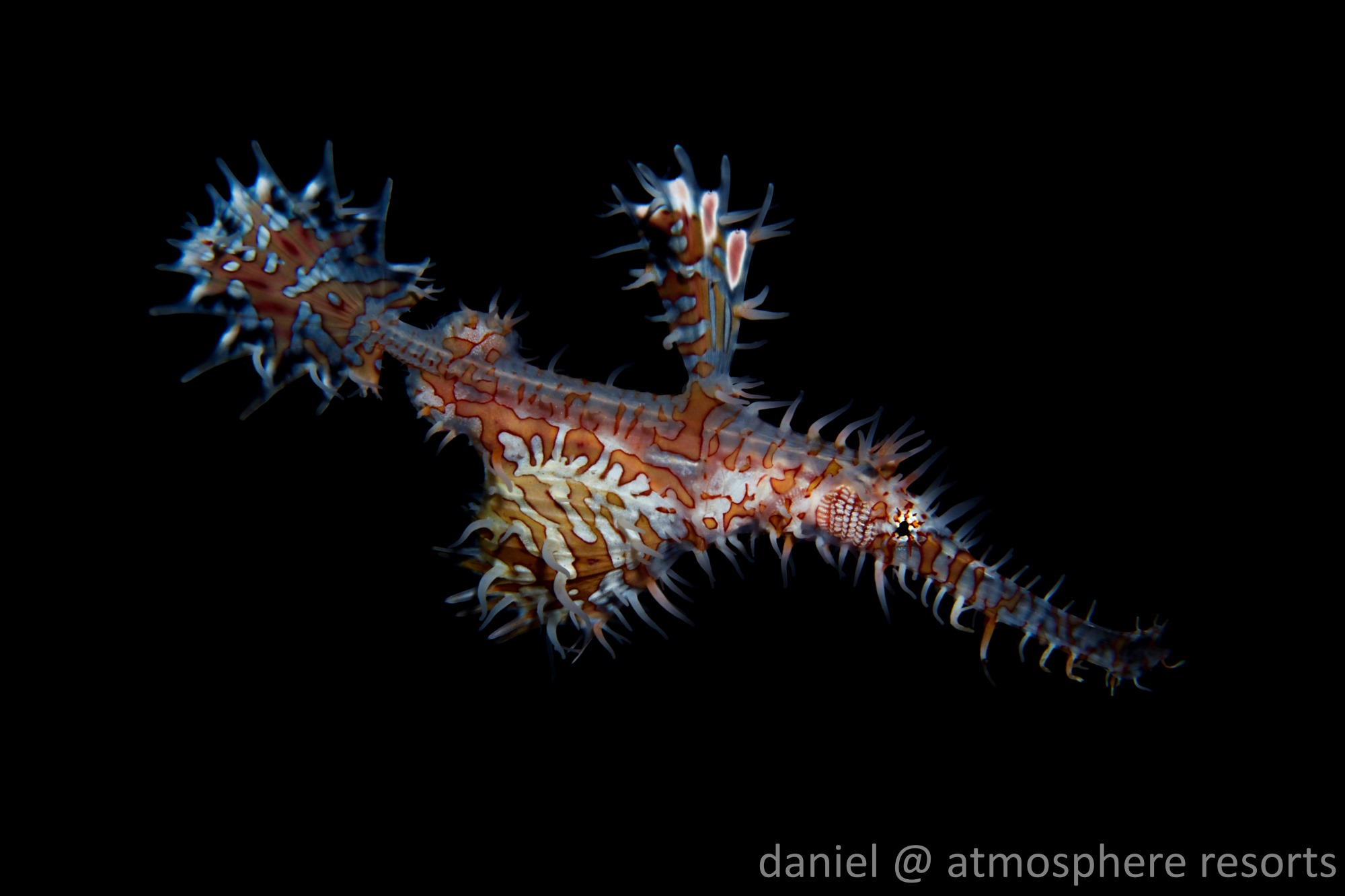 A photo of an ornate ghost pipefish
