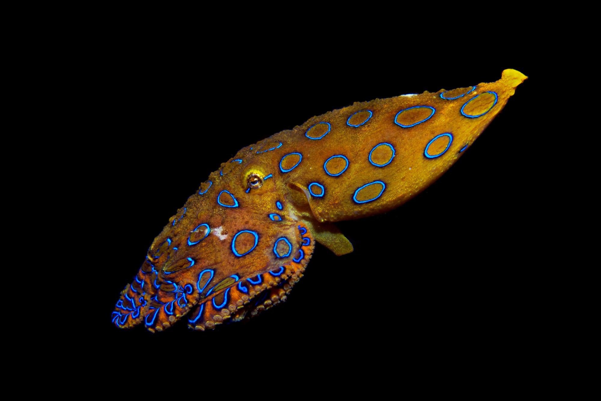 A picture of a blue-ringed octopus swimming, with a black background