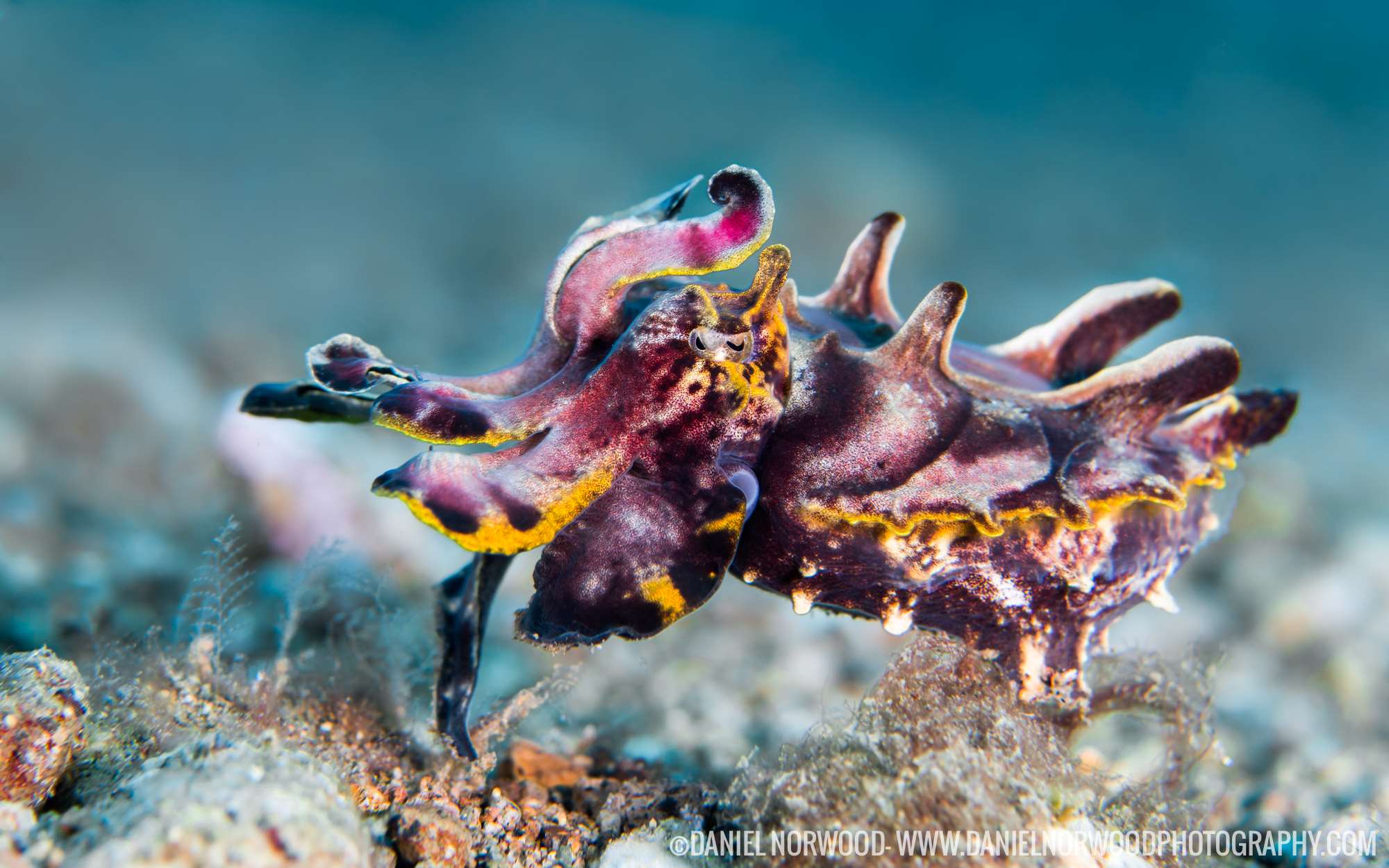 A photo of a flamboyant cuttlefish