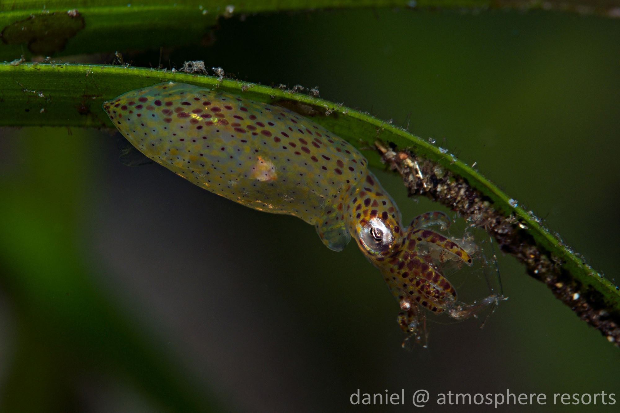 A pygmy squid attached to the underside some seagrass