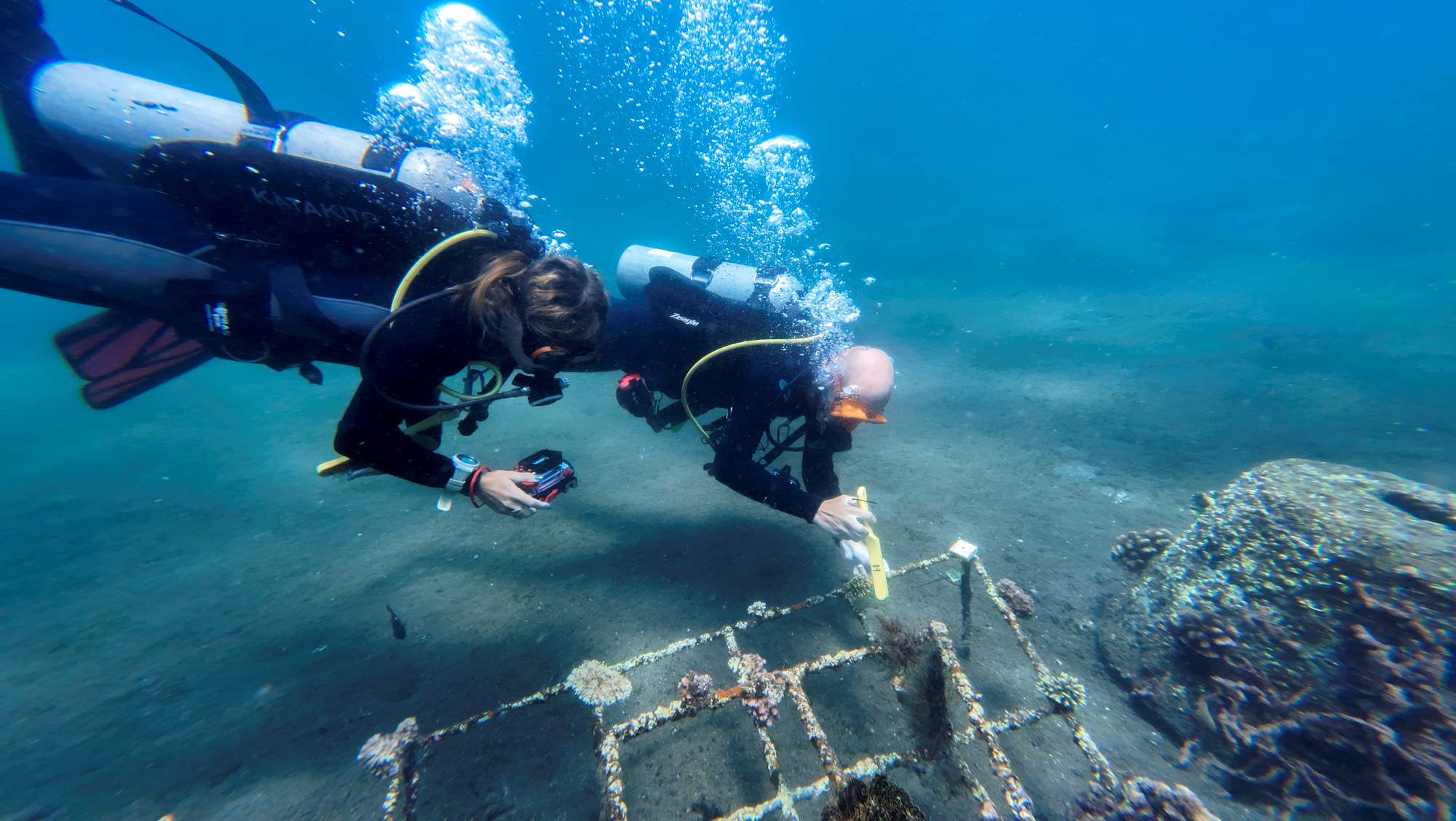 Picture of two divers cleaning coral fragments on an artificial frame