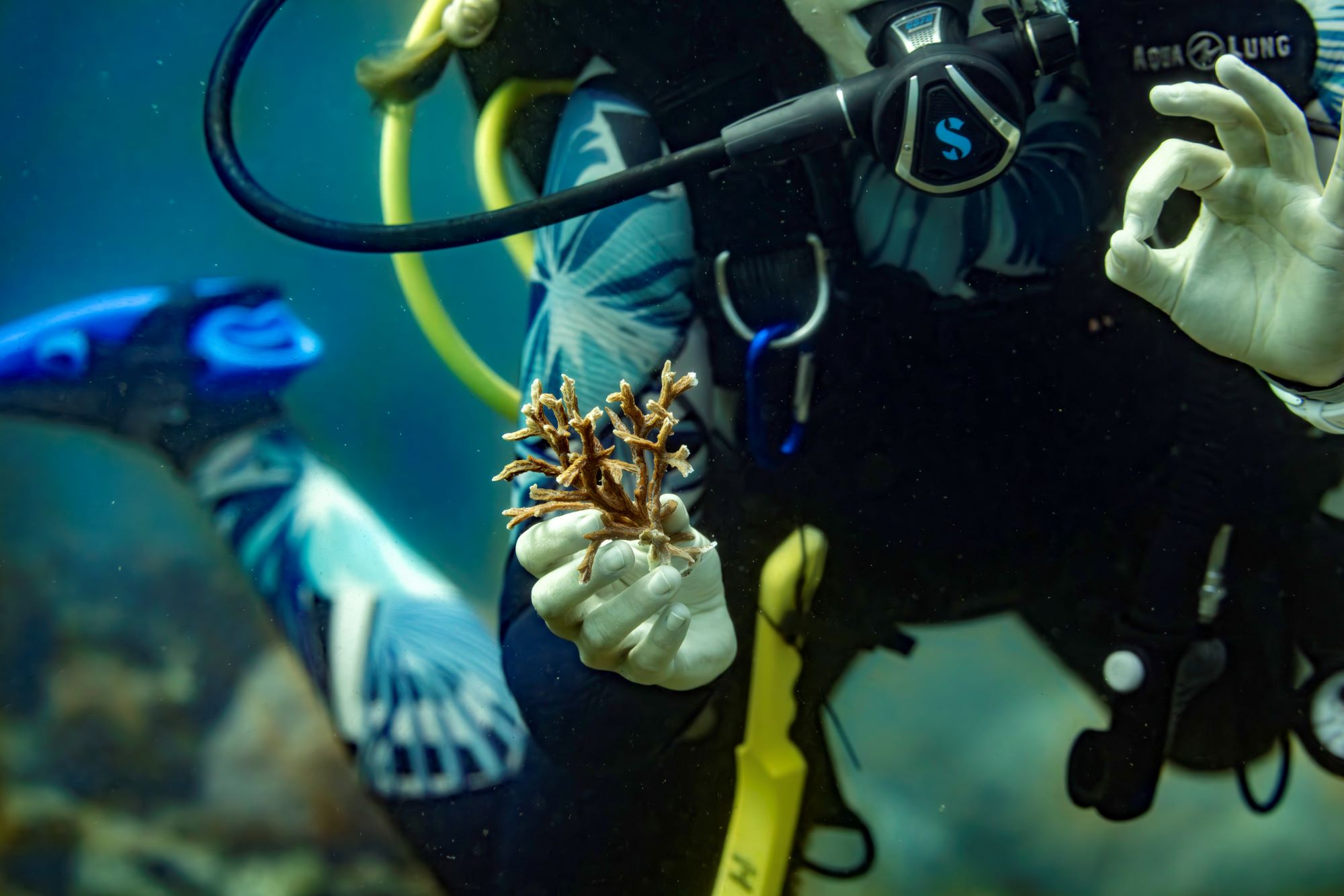 Picture of a scuba diver holding a fragment of coral and giving an ok sign