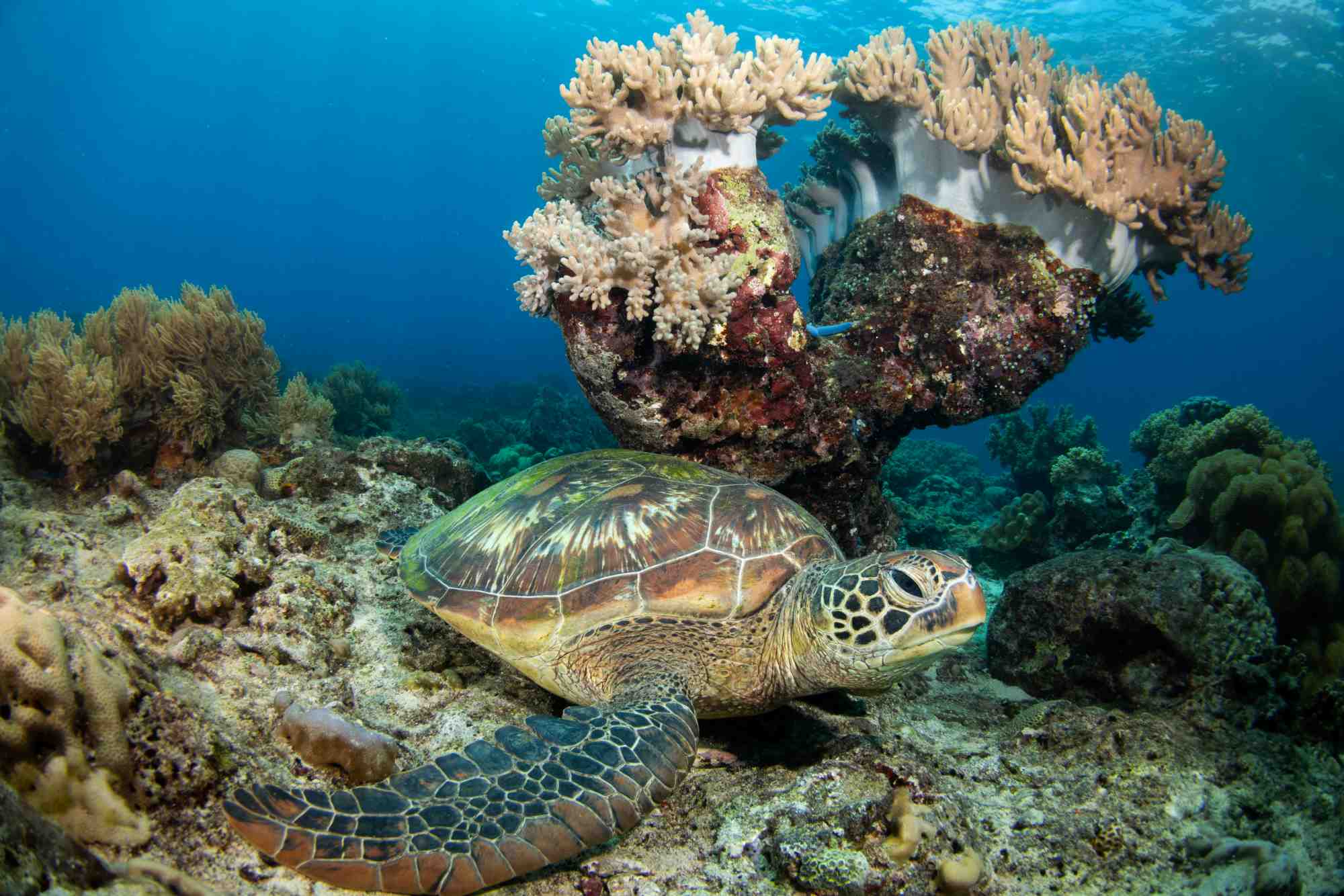 A turtle next to some coral at Apo Island