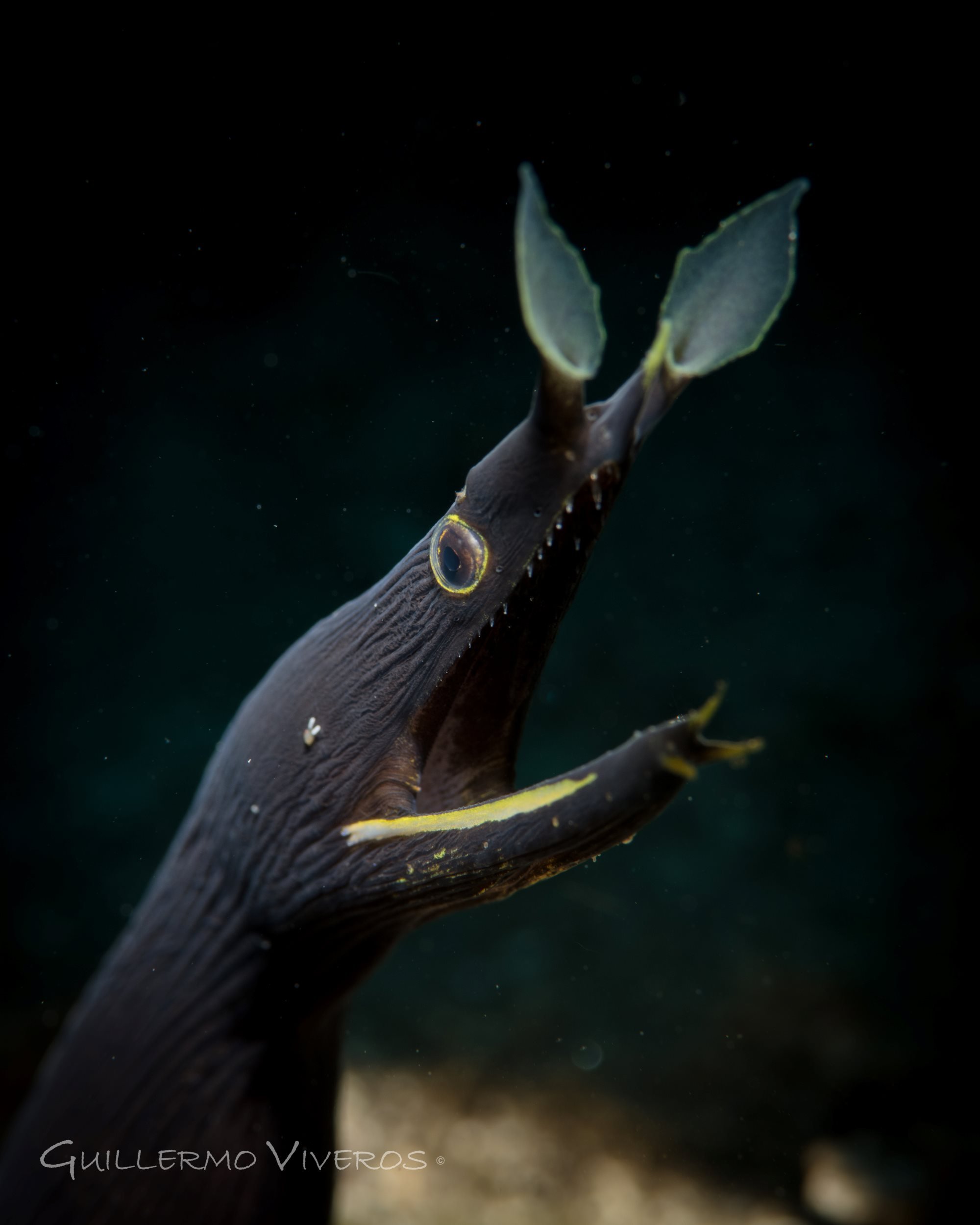 A black ribbon eel with a black background