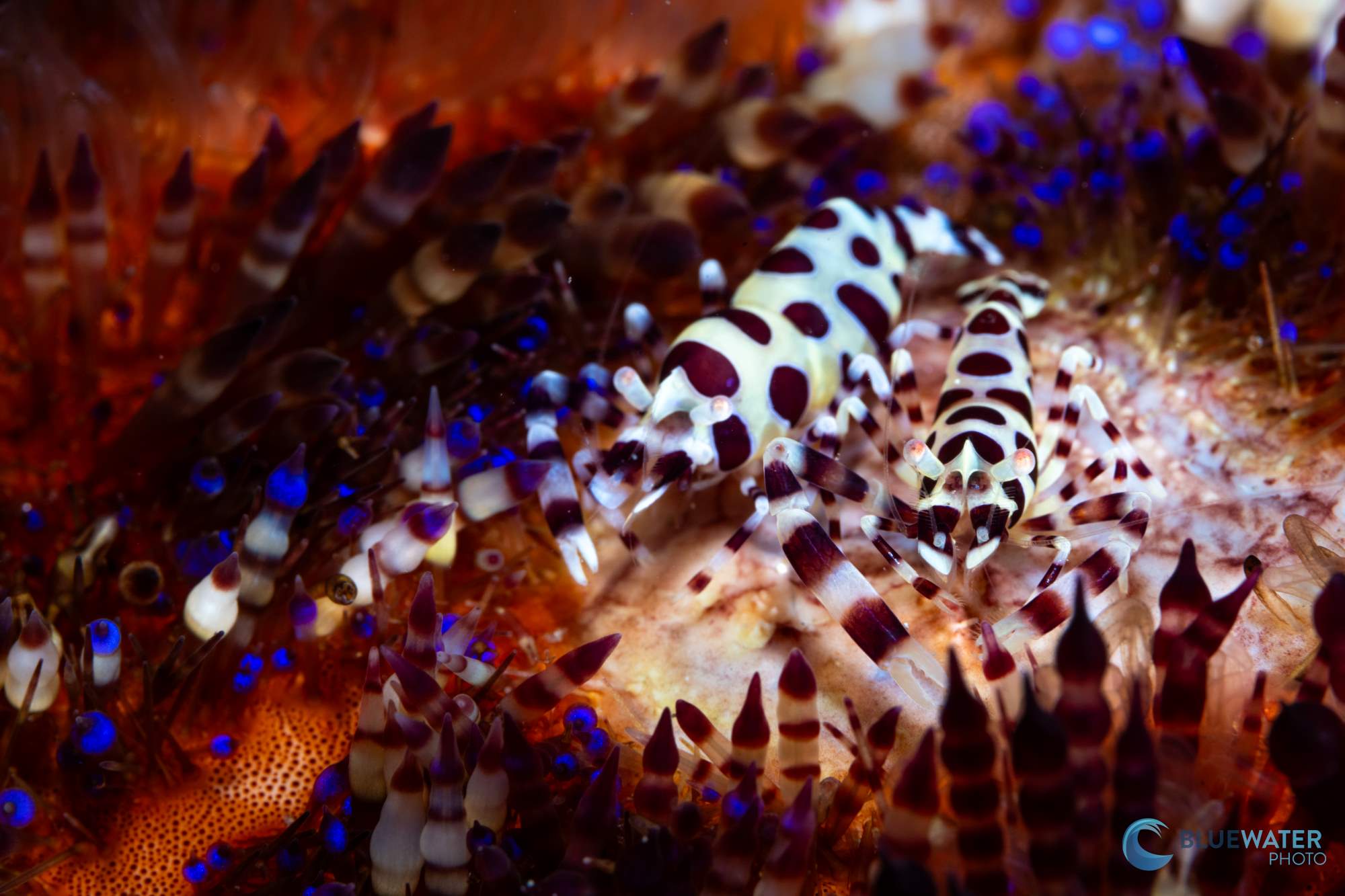 A picture of two Coleman shrimp on a sea urchin