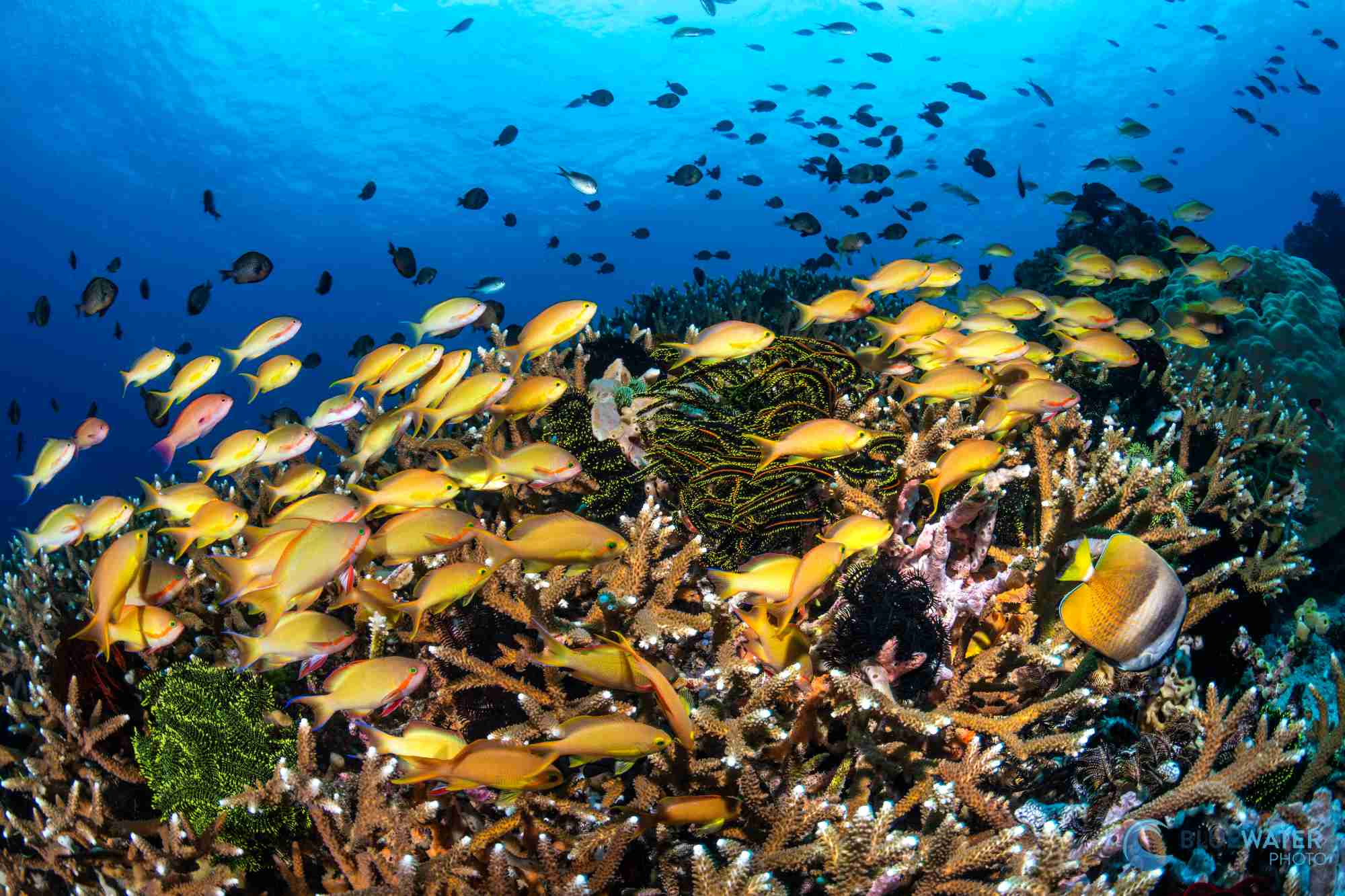 Anthias on the coral reef at Apo Island, Dauin, Philippines