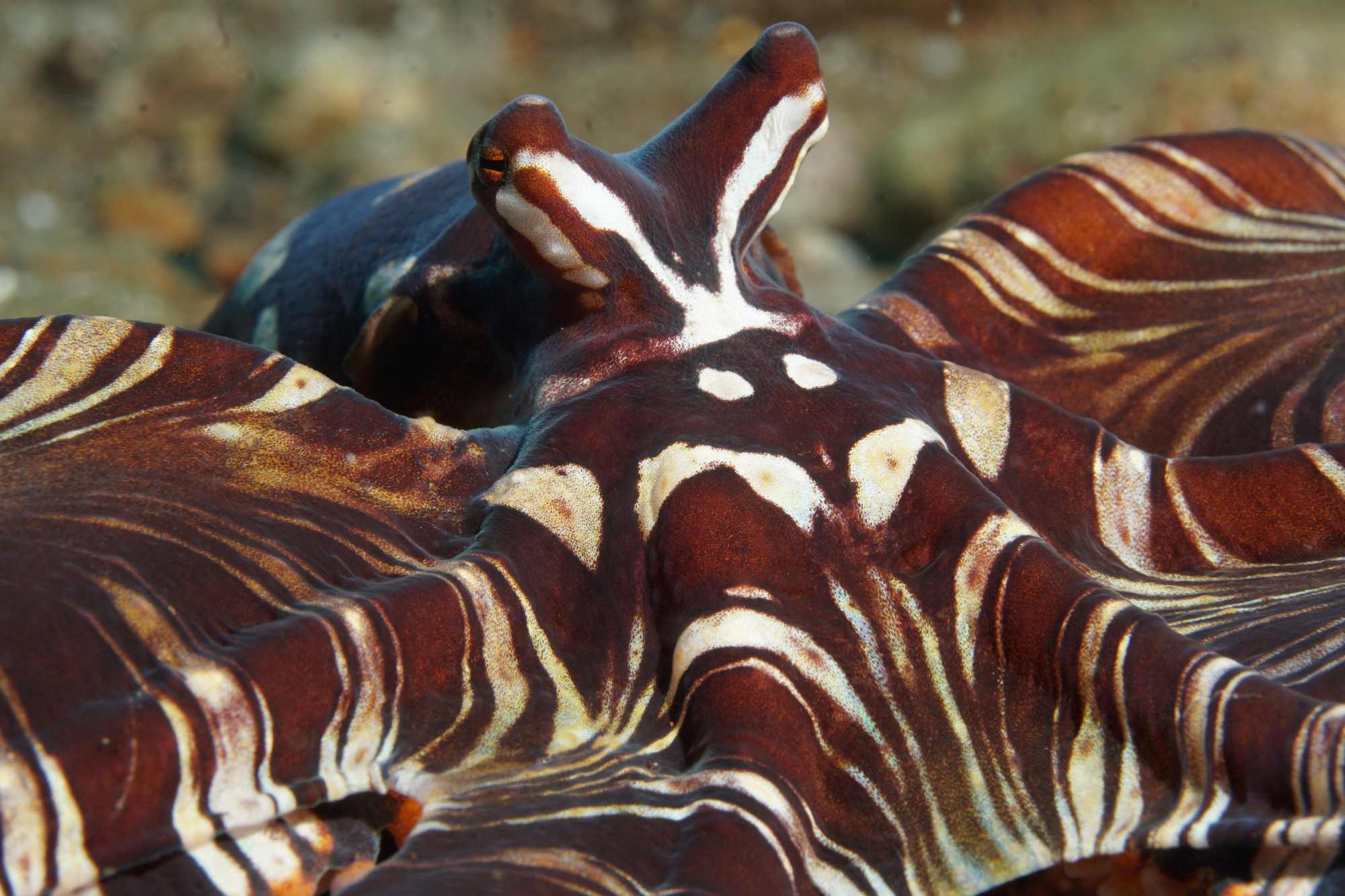 A close up picture of a Wonderpus Octopus