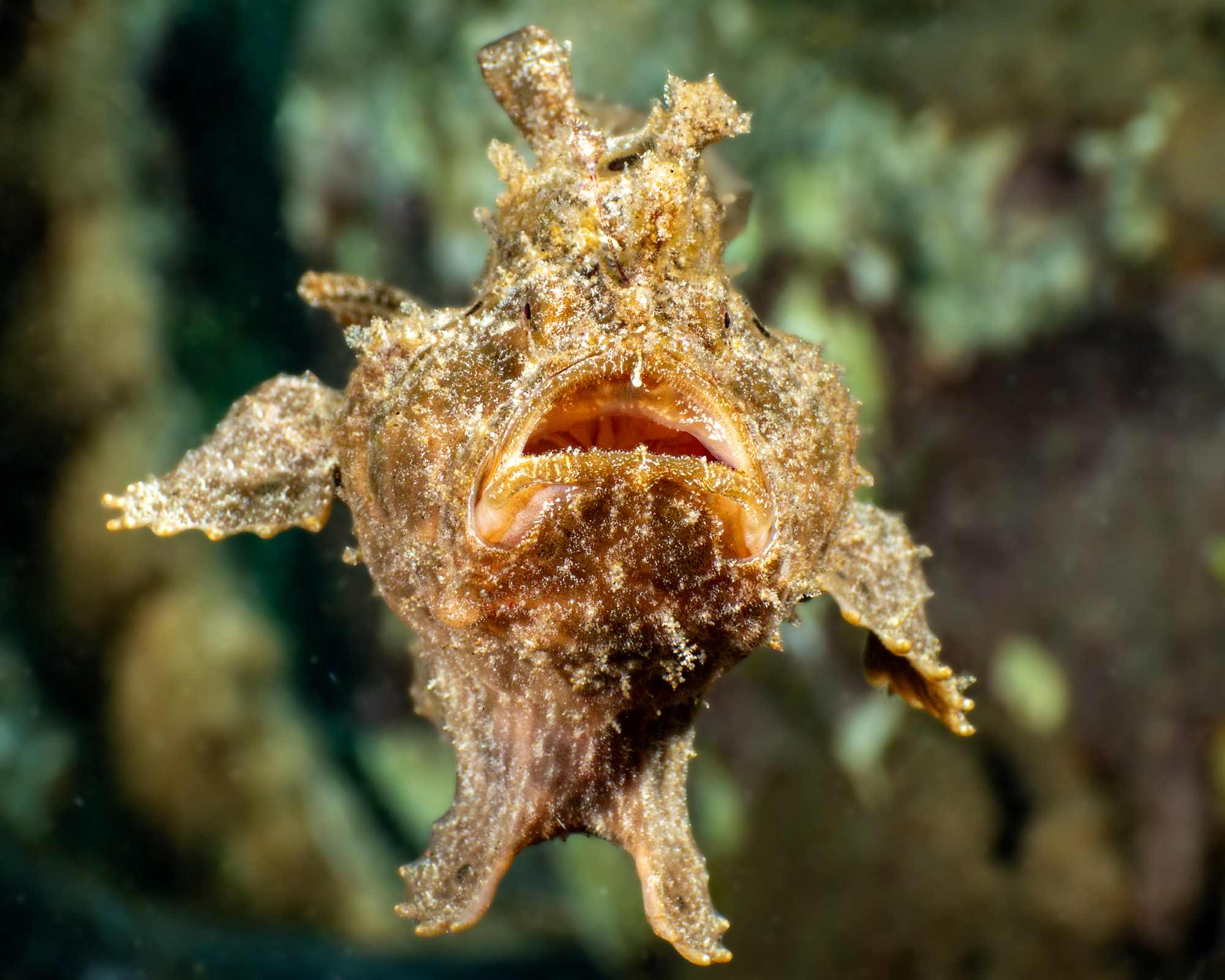 A picture of a swimming frogfish