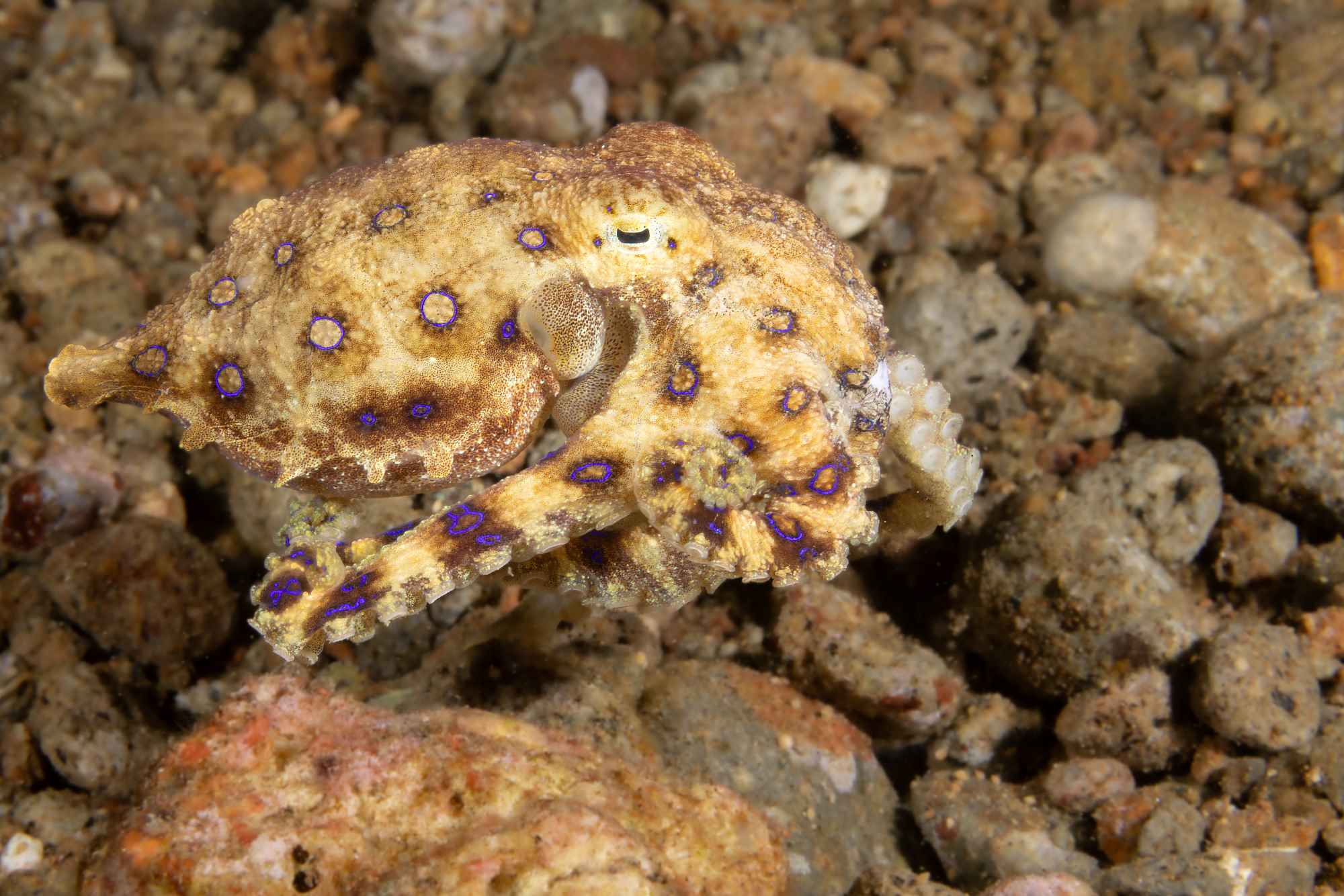 A blue ringed octopus on some rubble