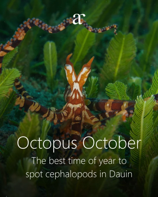 October is one of our favourite months of the year in Dauin, and if you love cephalopods, it should be one of yours too!

As the waters cool slightly and visibility improves, our volcanic muck sites come alive with octopuses, cuttlefish, and squid. Normally reclusive species become more visible as mating season begins, and dawn and dusk dives become especially rewarding. It's one of those windows in the dive calendar that photographers and marine life enthusiasts plan entire trips around.

Our dive guides are trained to observe and photograph cephalopods responsibly, keeping a respectful distance, avoiding excessive light, and making sure these remarkable animals are never disturbed. Because encounters with creatures this intelligent should always be on their terms.

Ready to plan your Octopus October? Get in touch, we'd love to have you! We reply on Messenger, but you can also contact us by phone, WhatsApp, or Viber at:

📱 09177221042 (Globe)
📱 09177002048 (Globe)
📱 09091830364 (Smart)
📧 enquiries@atmosphereresorts.com

Photo credit
1 Pamela Abela @pawikanpics
2 & 3 Anita Verde and Peter Marshall @summitstoseas
4, 6 & 7 Daniel Geary @drfrogfish
5 Henrik Gram Rasmussen @henrikgram
8 Daniel Norwood @dan_norwood

#octopusoctober #cephalopods #muckdiving #scubadivingphilippines #underwaterphotography