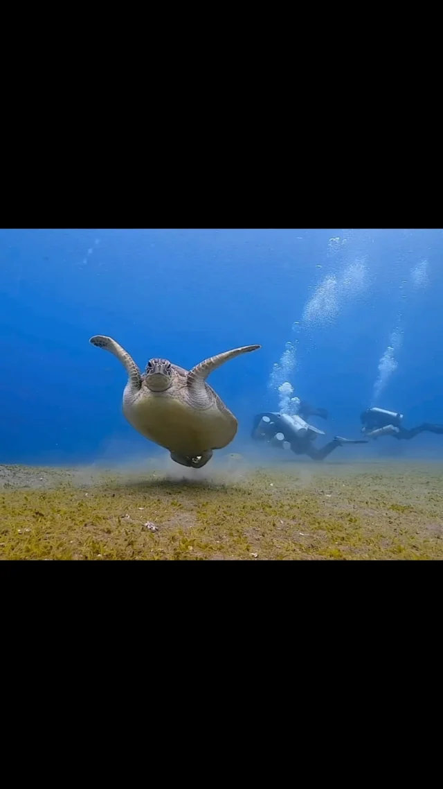 Imagine trying to get a good shot of a group of tech divers... and a turtle is blocking your way! That’s the type of photobomb we fully support.

This clip is a perfect example of what makes diving in Dauin so special. You never really know what you’re going to see, even on a routine training dive in a sandy area. It was filmed on our house reef, and while we don’t get quite as many turtles as Apo Island does, we do have a few regulars who like to hang around. No matter how often they show up, we never get tired of seeing them.

Video by @bomancao

#turtles #scubadiving #techdiving #underwaterphotography #marinelife